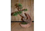 006_Chinese_Elm_146_100.jpg