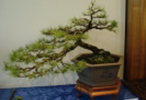 02_Japanese_Red_PIne_146_100.jpg