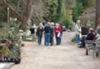 04_Imperial_Bonsai_Nursery_146_100.jpg