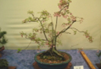 08_Okame_Cherry_146_100.jpg